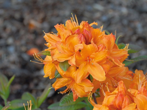 hellorange Blueten laubabwerfender Rhododendron Rumba