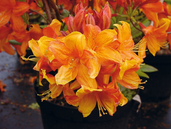 orangerote Blueten laubabwerfende Rhododendron Sunny Boy