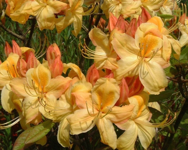 Knap Hill Azalee 'Golden Sunset'
