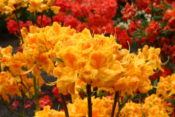 goldgelbe Bluete laubabwerfender Rhododendron Goldpracht