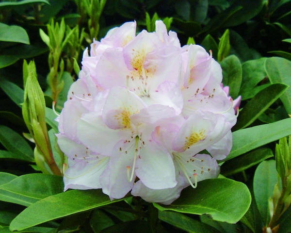 Rhododendron Gomer Waterer