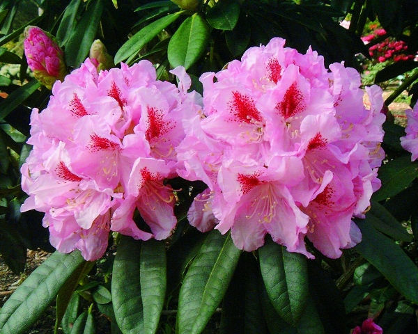 Rhododendron Graefin Sonja