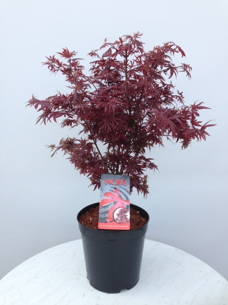 Acer palmatum 'Shaina'