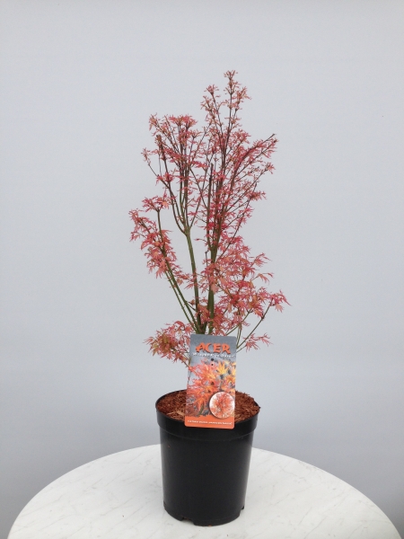 Acer palmatum 'Wilson's Pink Dwarf'