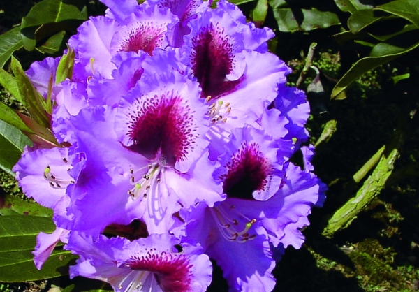Rhododendron Kabarett