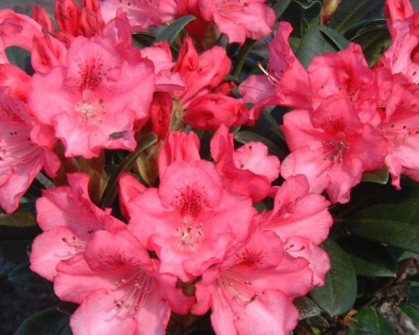 Rhododendron yakushimanum 'Kerstine', rosa