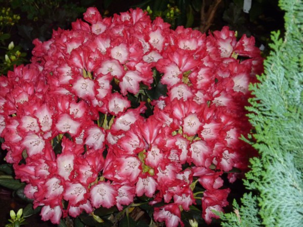 Rhododendron yakushimanum 'Kokette'