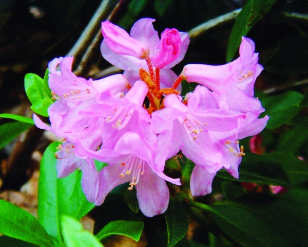 Rhododendron Laetevirens