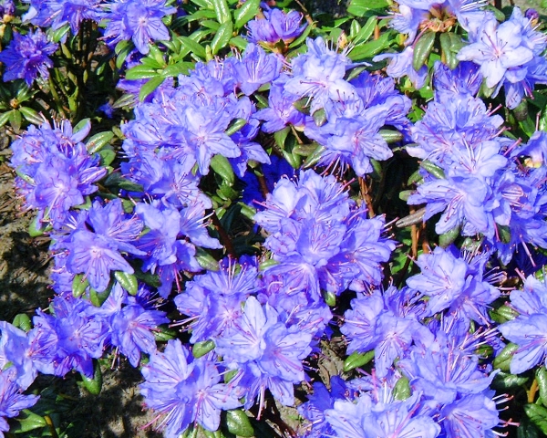Rhododendron Lauretta