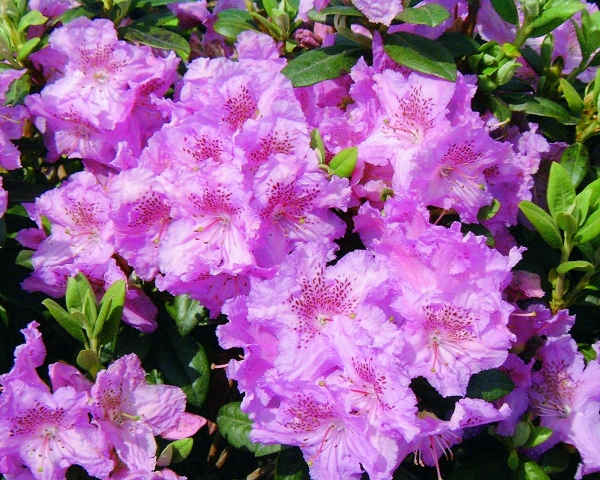 Rhododendron Lavendula