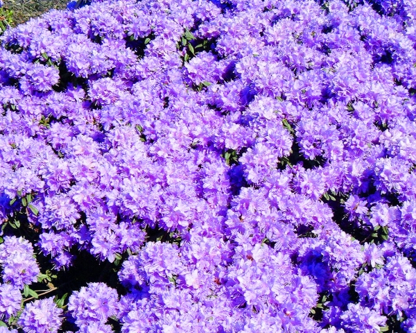 Rhododendron Luisella