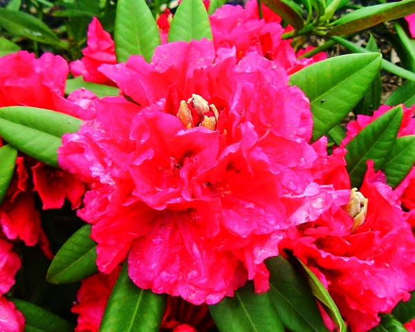 Rhododendron Marianne von Weizsäcker