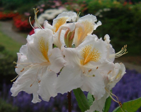 weisse Bluete mit gelben Fleck Rhododendron Moewe
