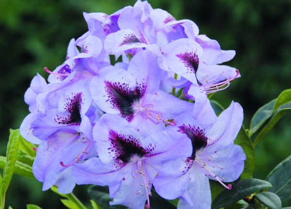 Rhododendron Metallica