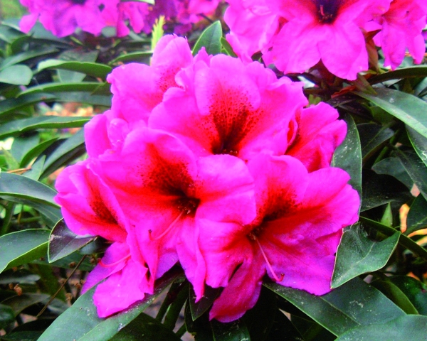 Rhododendron Midnight