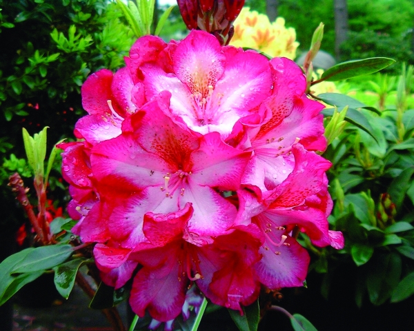 Rhododendron Midnight Mystique