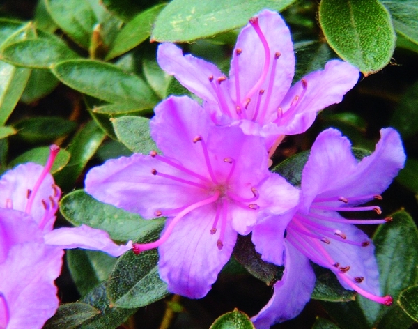 Rhododendron Moerheim