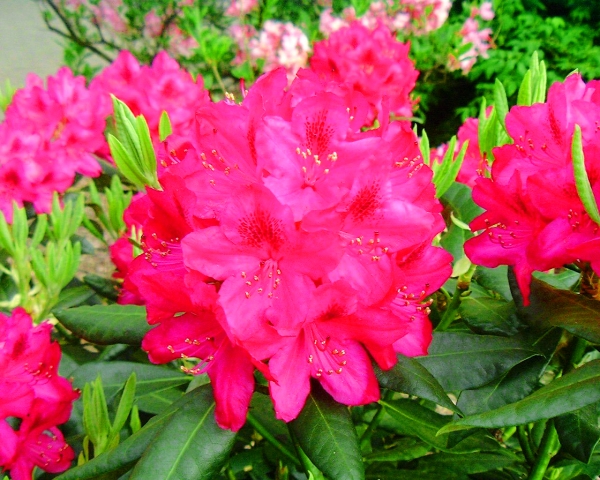 Rhododendron Nova Zembla