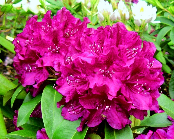 Rhododendron Old Port