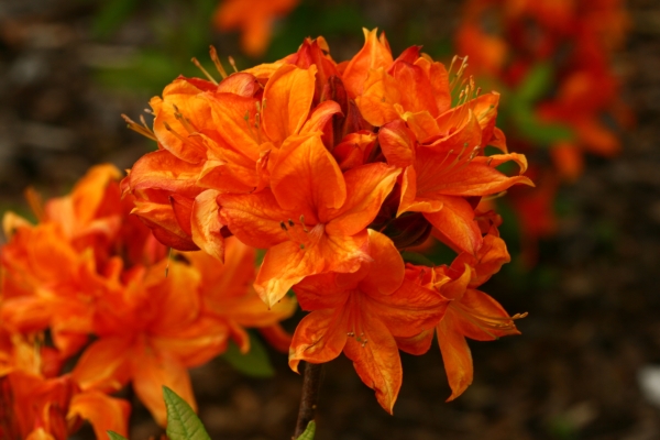 kraeftig orangefarbende Bluete sommergruener Rhododendron Goldflamme