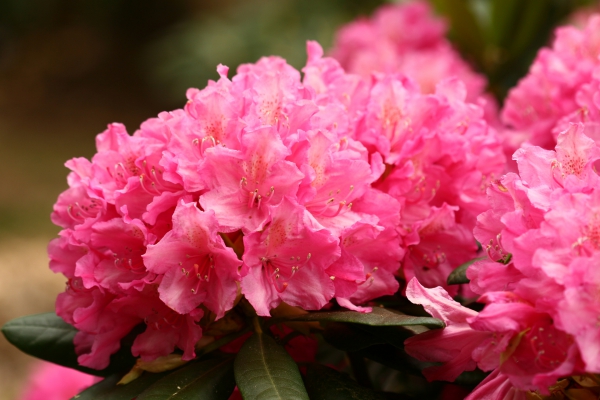 Rhododendron Haaga, Foto Odo Tschetsch