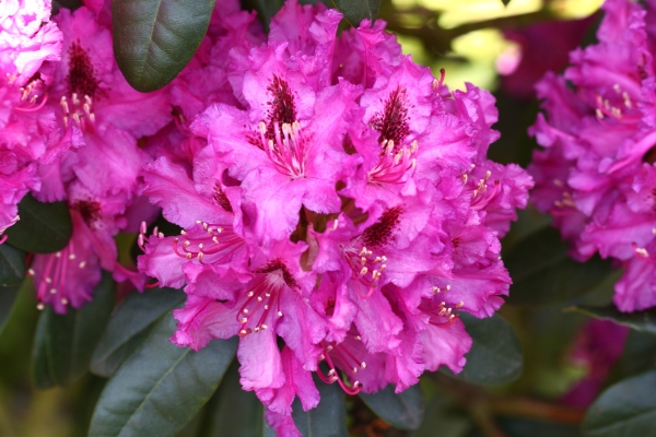 Rhododendron Myrte, Photo: Odo Tschetsch