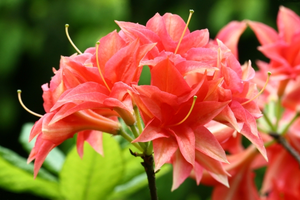 gefuellte lachsrosa Bluete Rododendron rustica Norma