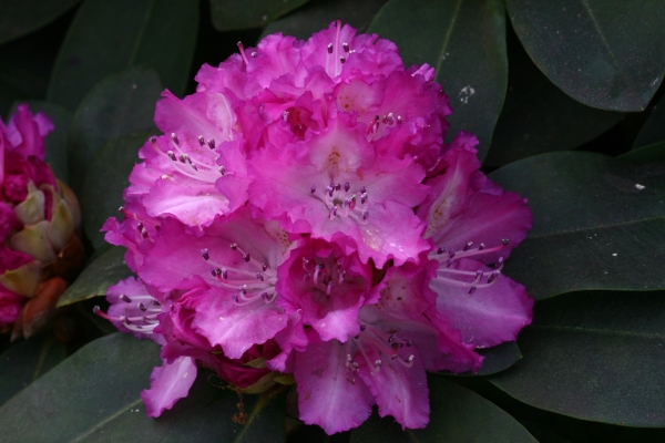 Rhododendron Quinte, Foto: Odo Tschetsch