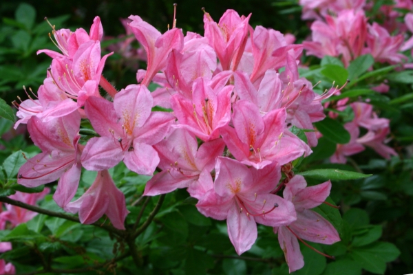 purpur rosa Blueten Rhododendron Rosata, sommergruen