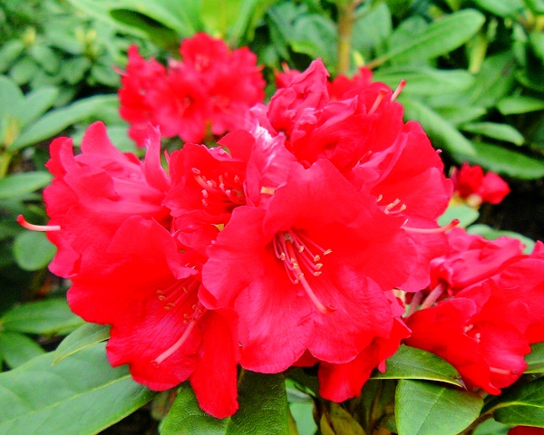 Rhododendron Ovation