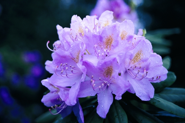 Rhododendron Parsons' Gloriosum