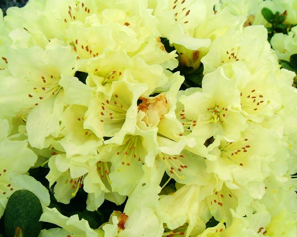 Rhododendron Patty Bee