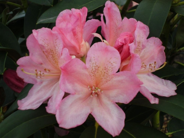 Rhododendron yakushimanum 'Percy Wiseman'