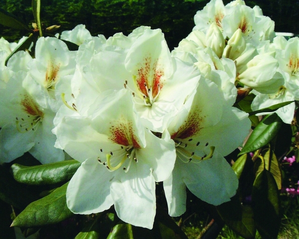 Rhododendron Phyllis Korn