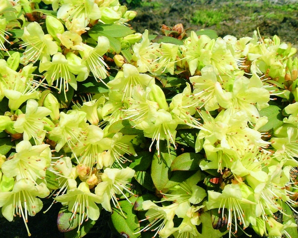 Rhododendron Princess Anne