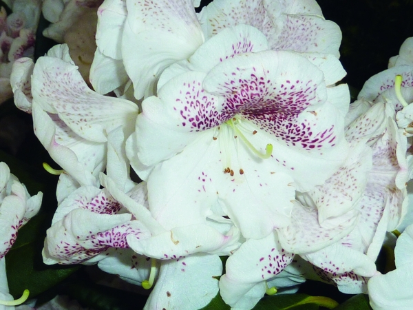 Rhododendron Prinses Máxima