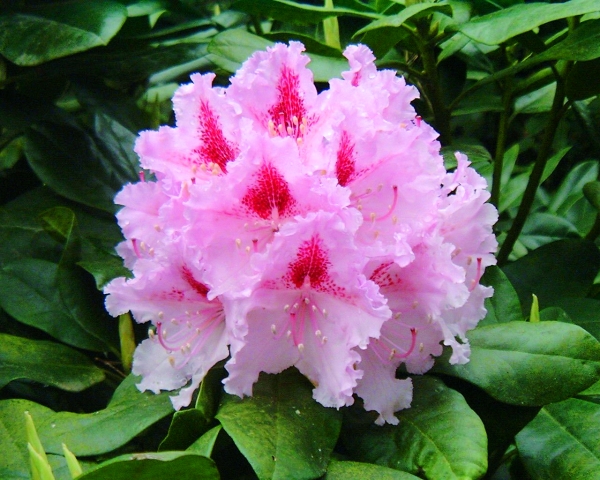 Rhododendron Progrès