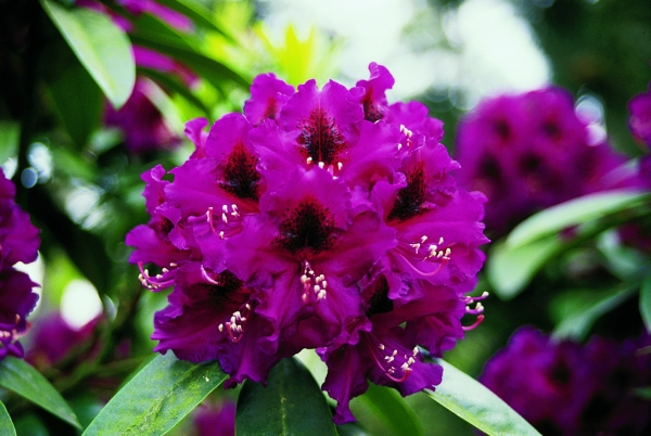 Rhododendron Purple Splendour