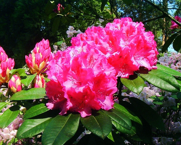 Rhododendron Queen Mary