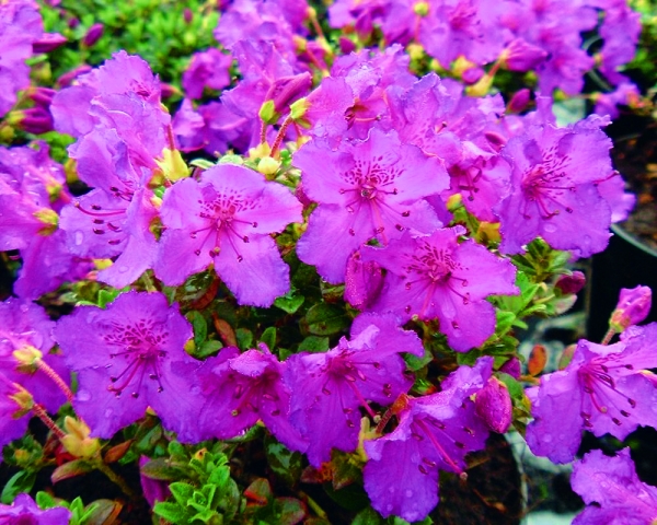 Rhododendron radicans