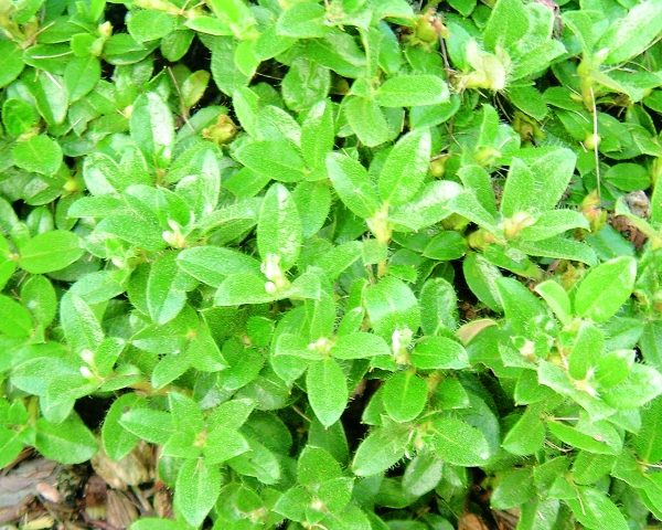 Rhododendron Radistrotum