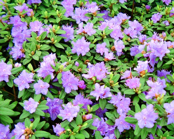 Rhododendron Ramapo