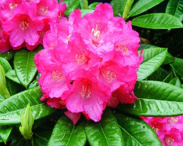 Rhododendron Ratibor
