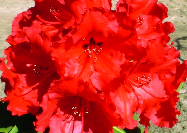 Rhododendron Red Jack