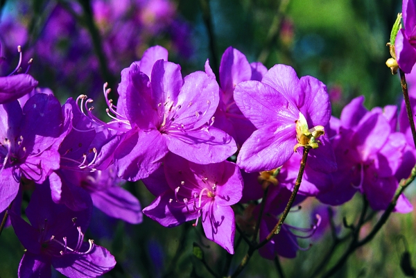 Rhododendron reticulatum