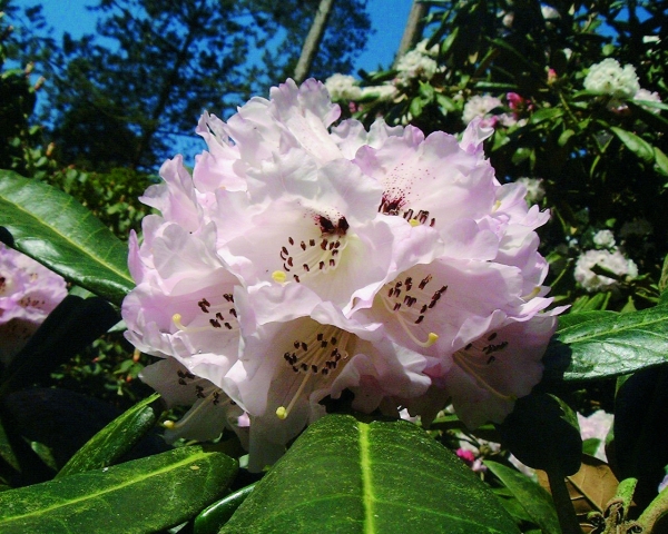 Rhododendron rex