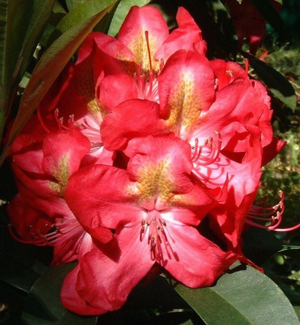 Junifeuer