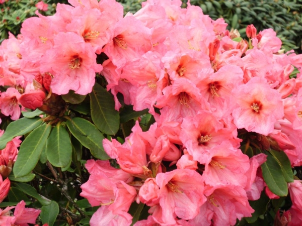 Rhododendron yakushimanum 'Morgenrot'