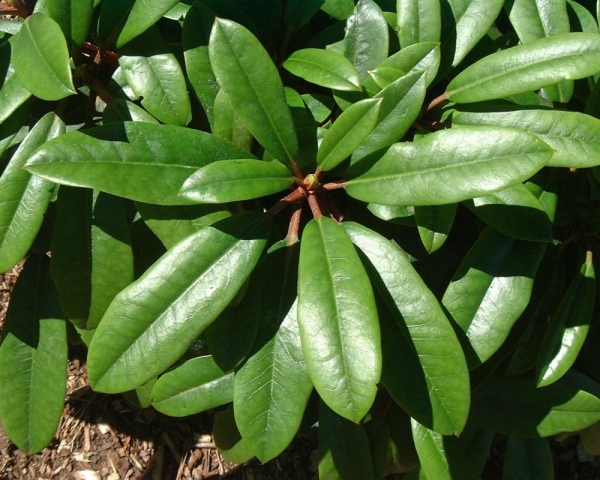 'Pfauenauge' ®