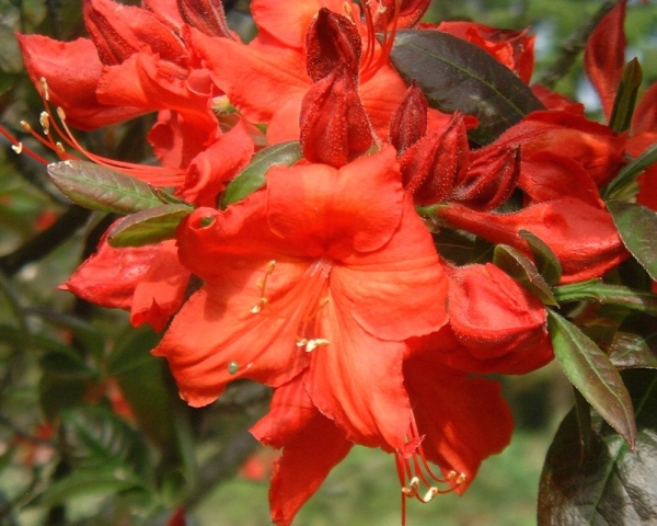 orangerote Bluete Gartenazalee Fireball